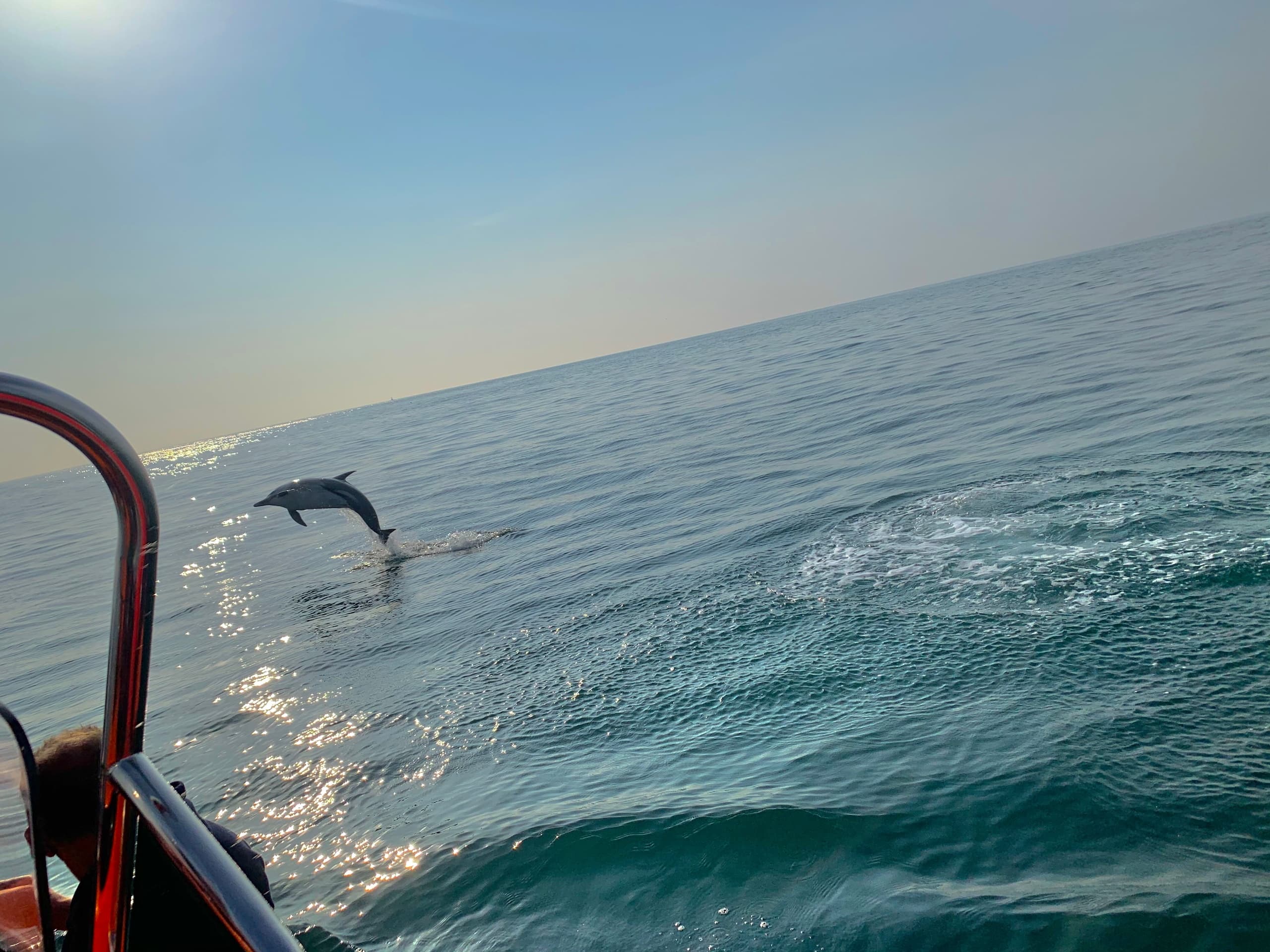 2 Hour Dolphin Safari