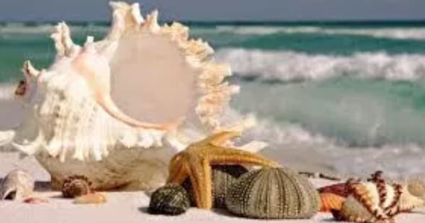 The Conch