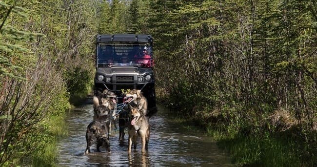 Afternoon Cantwell Summer Mushing Experience