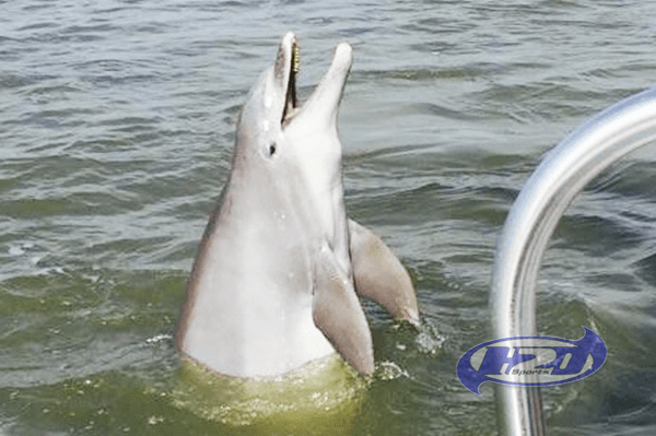 2 Hour Sunset Dolphin Tour