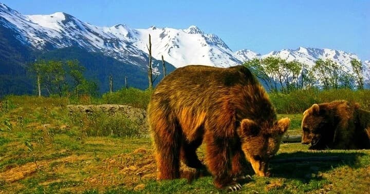 Glacier View Wildlife Adventure Tour