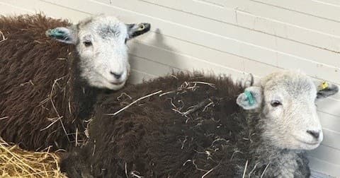 Sheep Experience