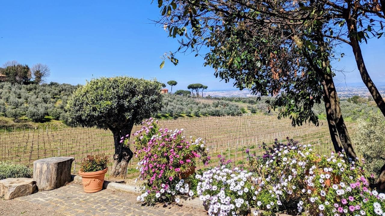 Vineyard Vibes: A Taste of Rome