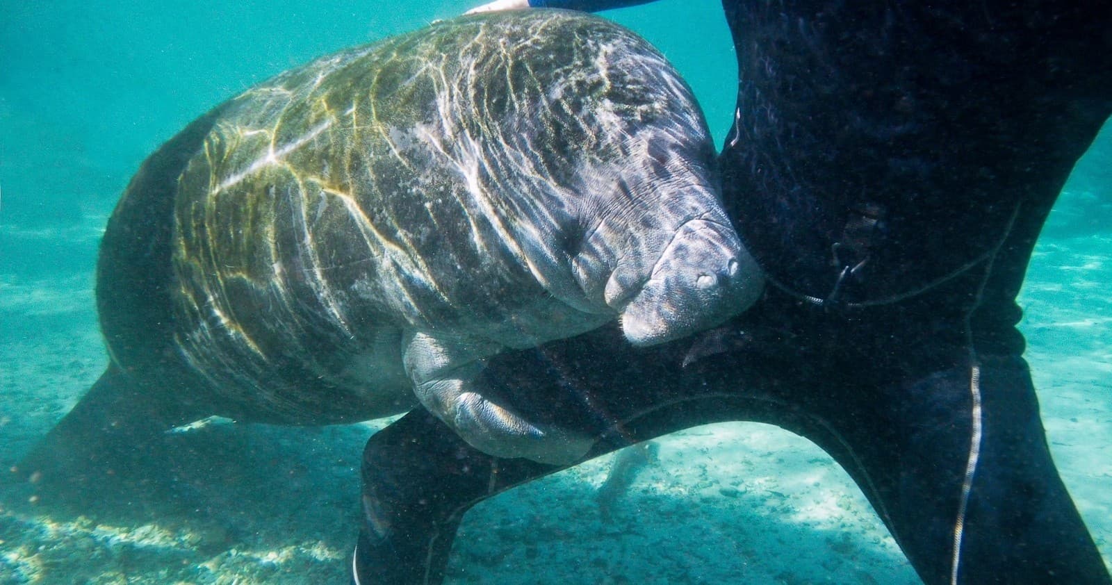 3 Hour Semi-Private Manatee Tour 30ft Heated Pontoon Onboard Restroom