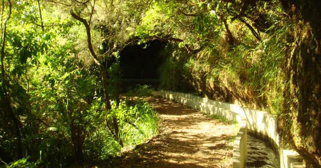 Laurissilva Landscapes (Ribeiro Frio)