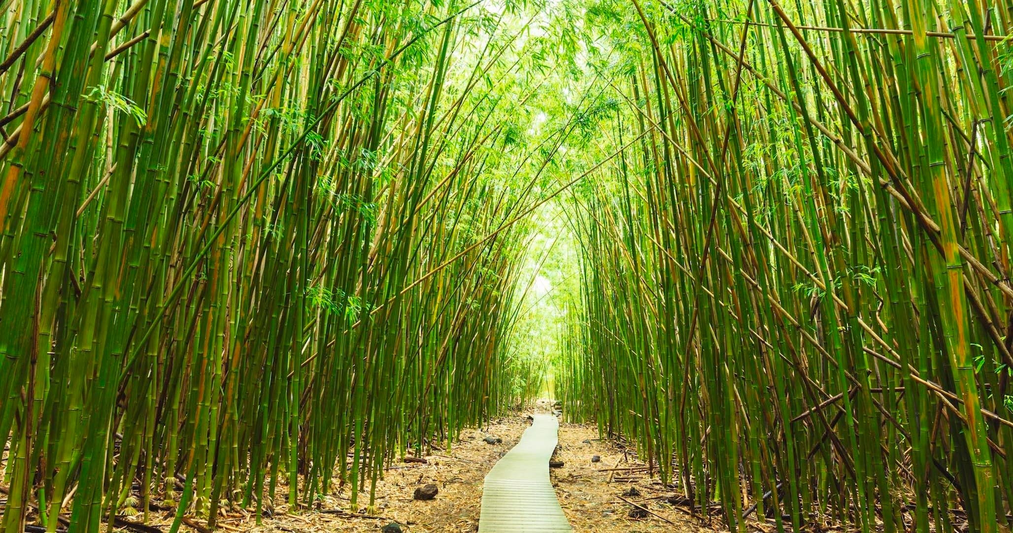 HANA JUNGLE TOUR