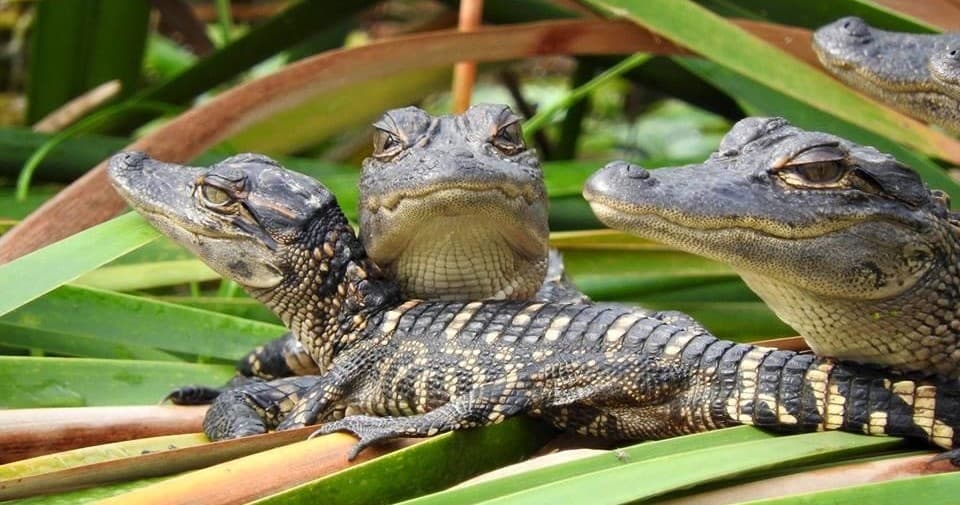 Everglades Day Safari from Ft. Lauderdale