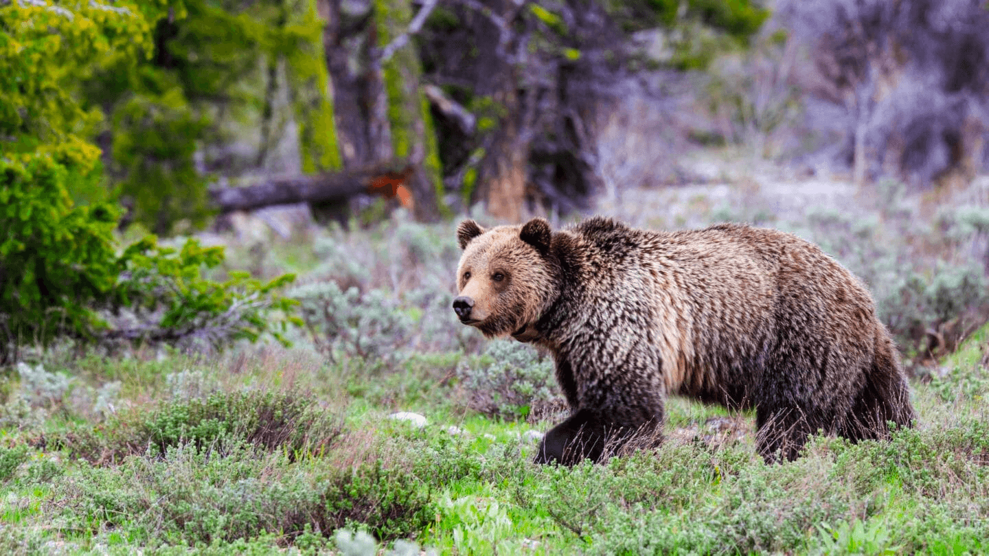 2 Day Bear & Wolf Private Safari Tour