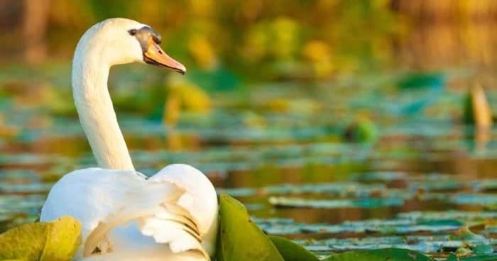 Danube Delta Tour