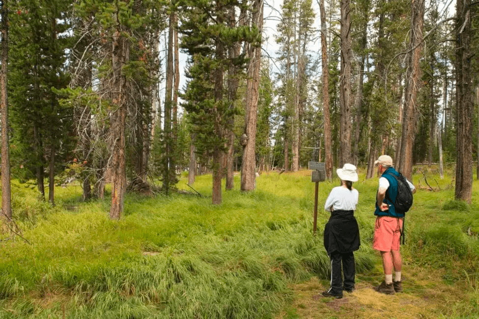 Yellowstone Walking Safari | East - Private Tour
