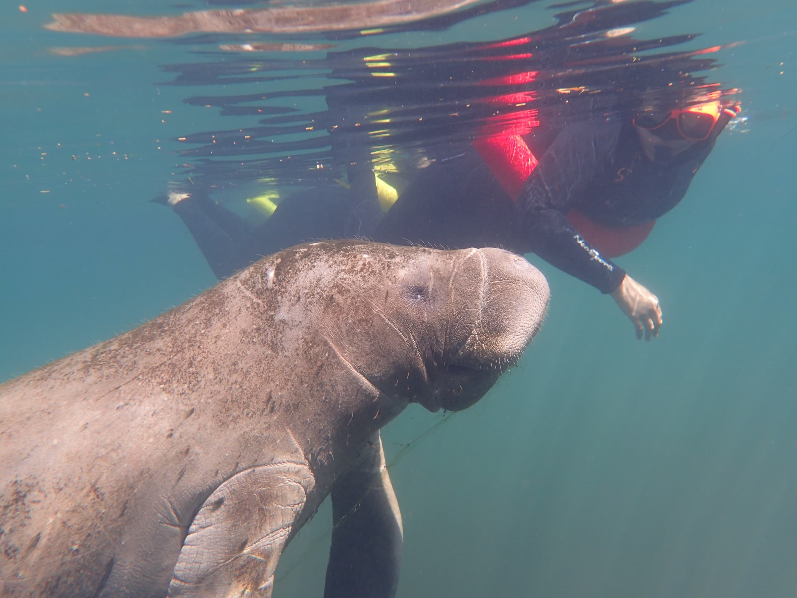 Manatee Mania Extravaganza | Private 4 Hours | Crystal River