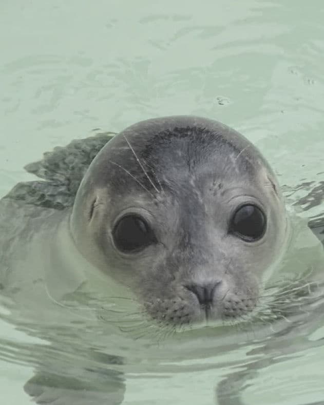 Seal Island / Godrevy Lighthouse Tours