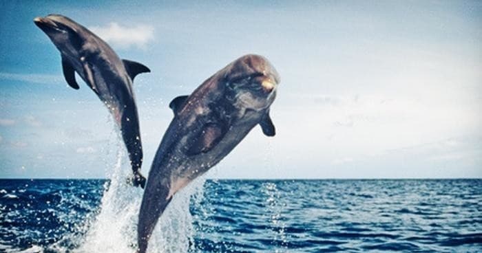 Shelling/Dolphin Watch