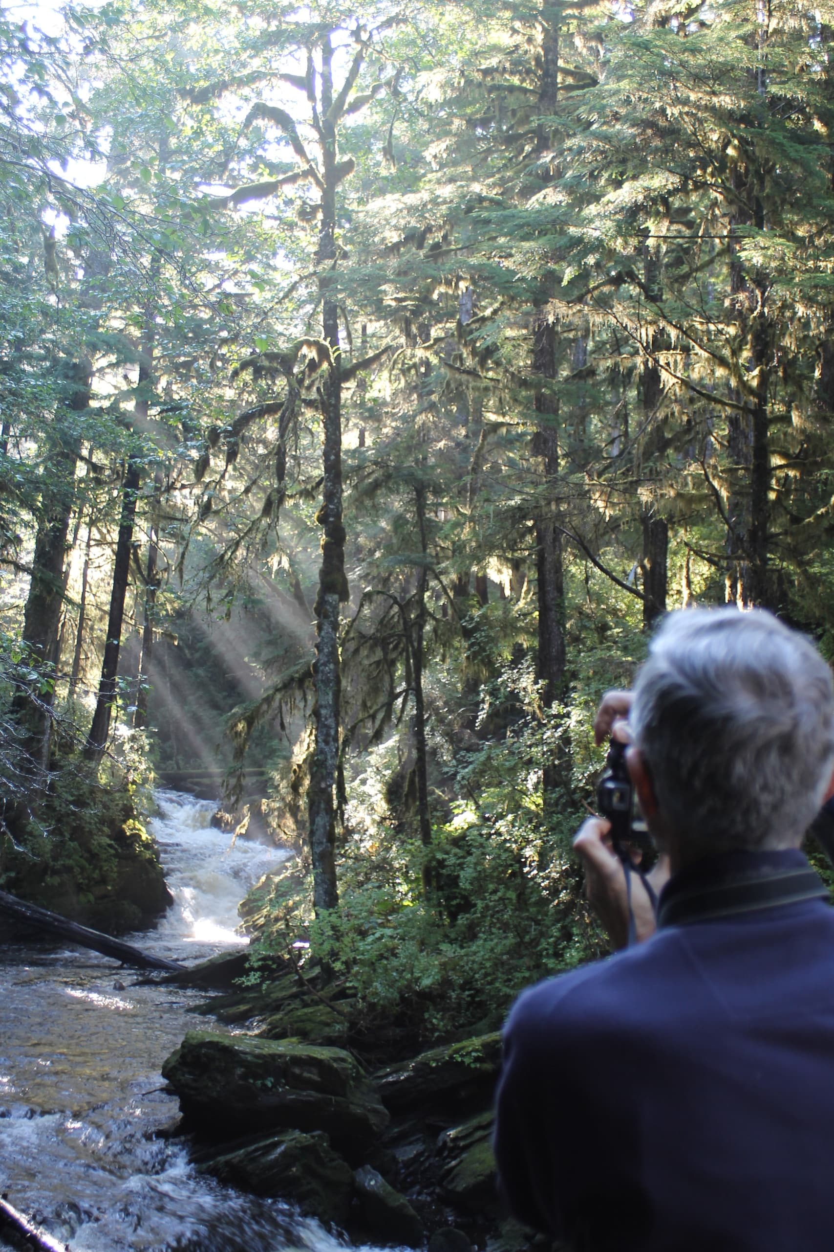 A Tongass Rain Forest Walk
