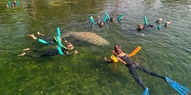 Manatee Tours