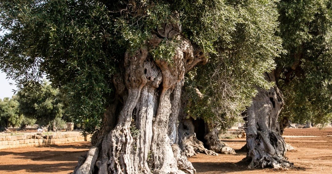 Century-Old Olive Grove Experience