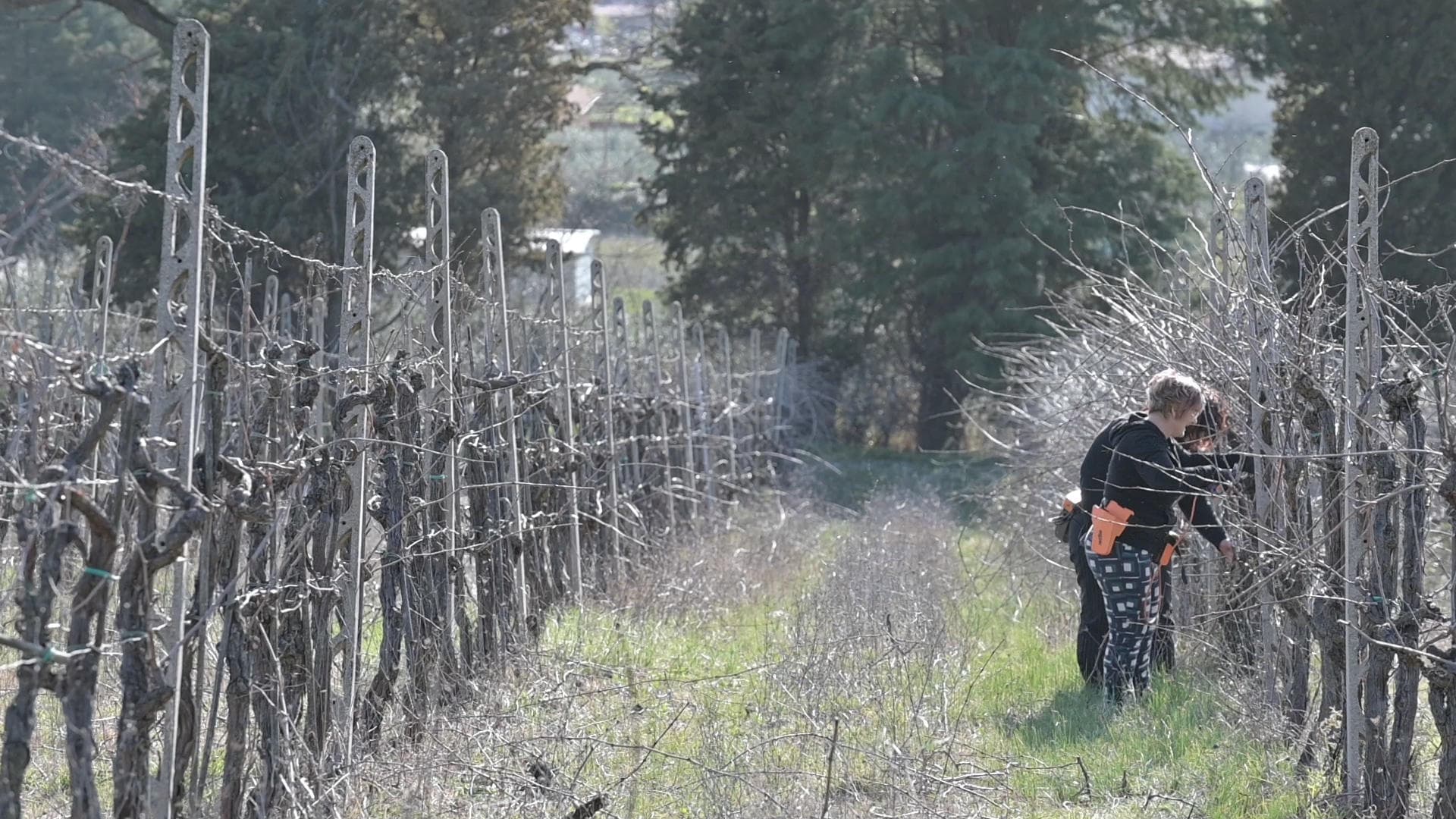 Mastro potatore per un giorno