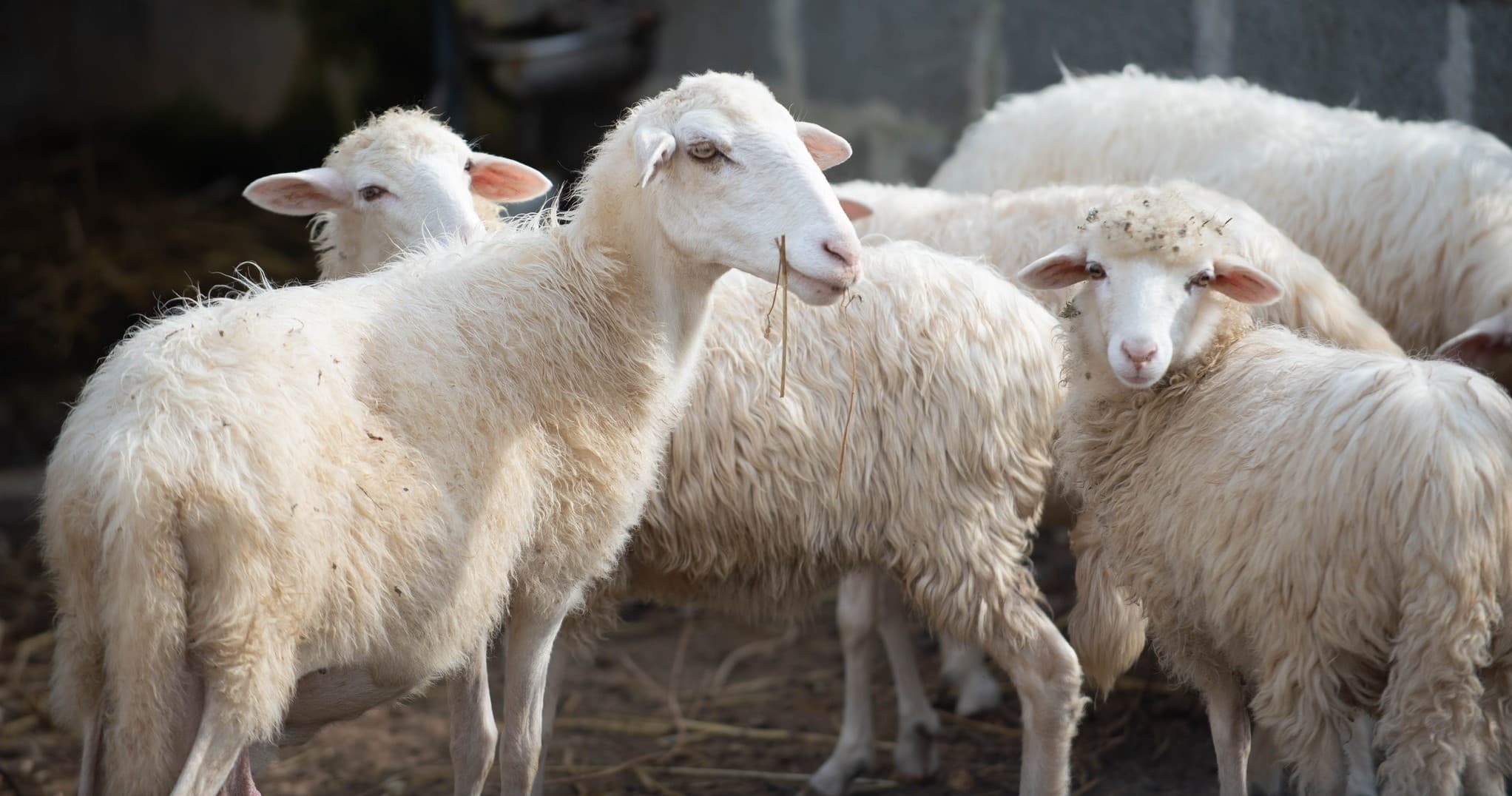 Animal Farm Experience