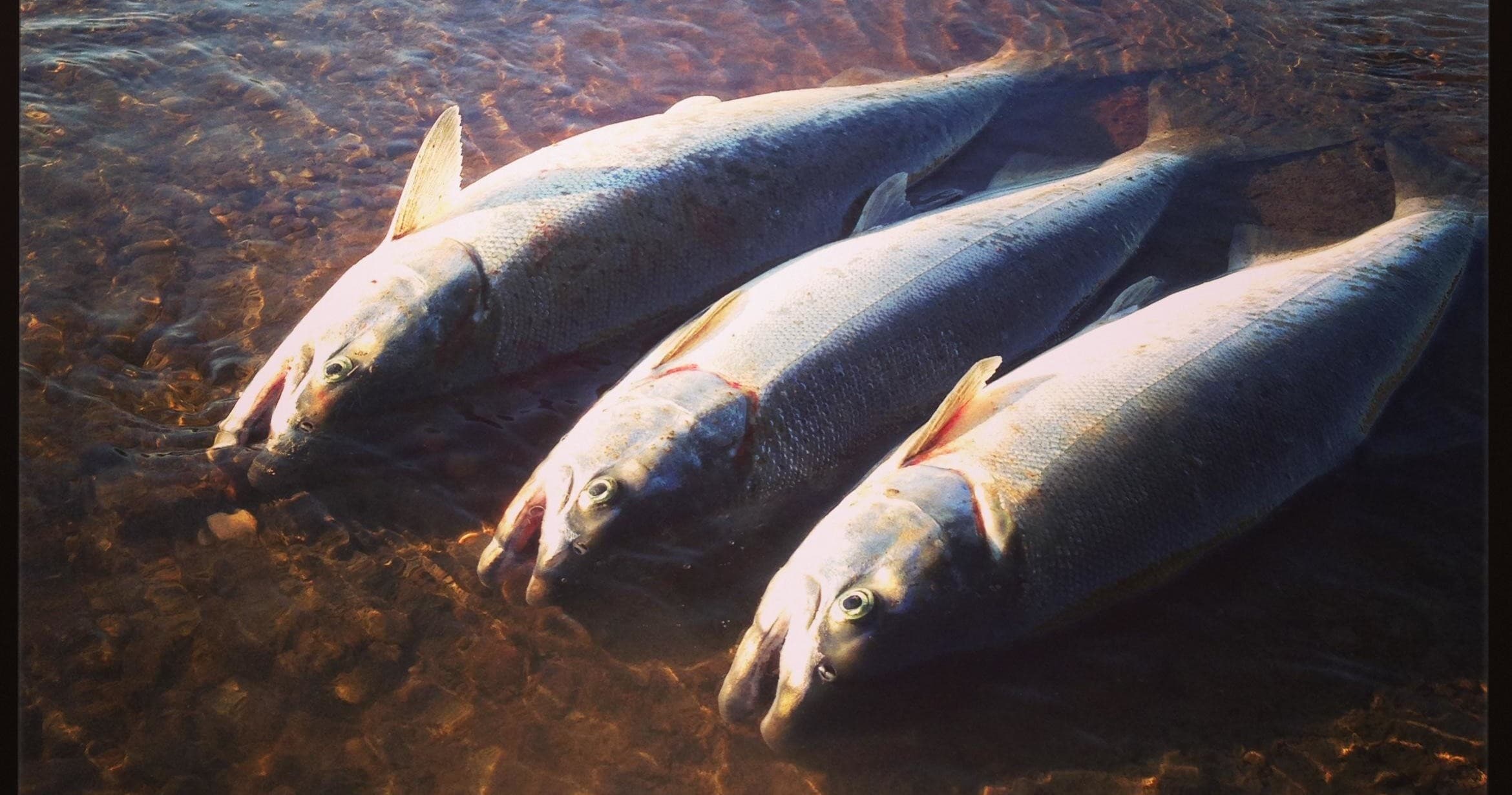 Kenai River | Silver Salmon Full Day