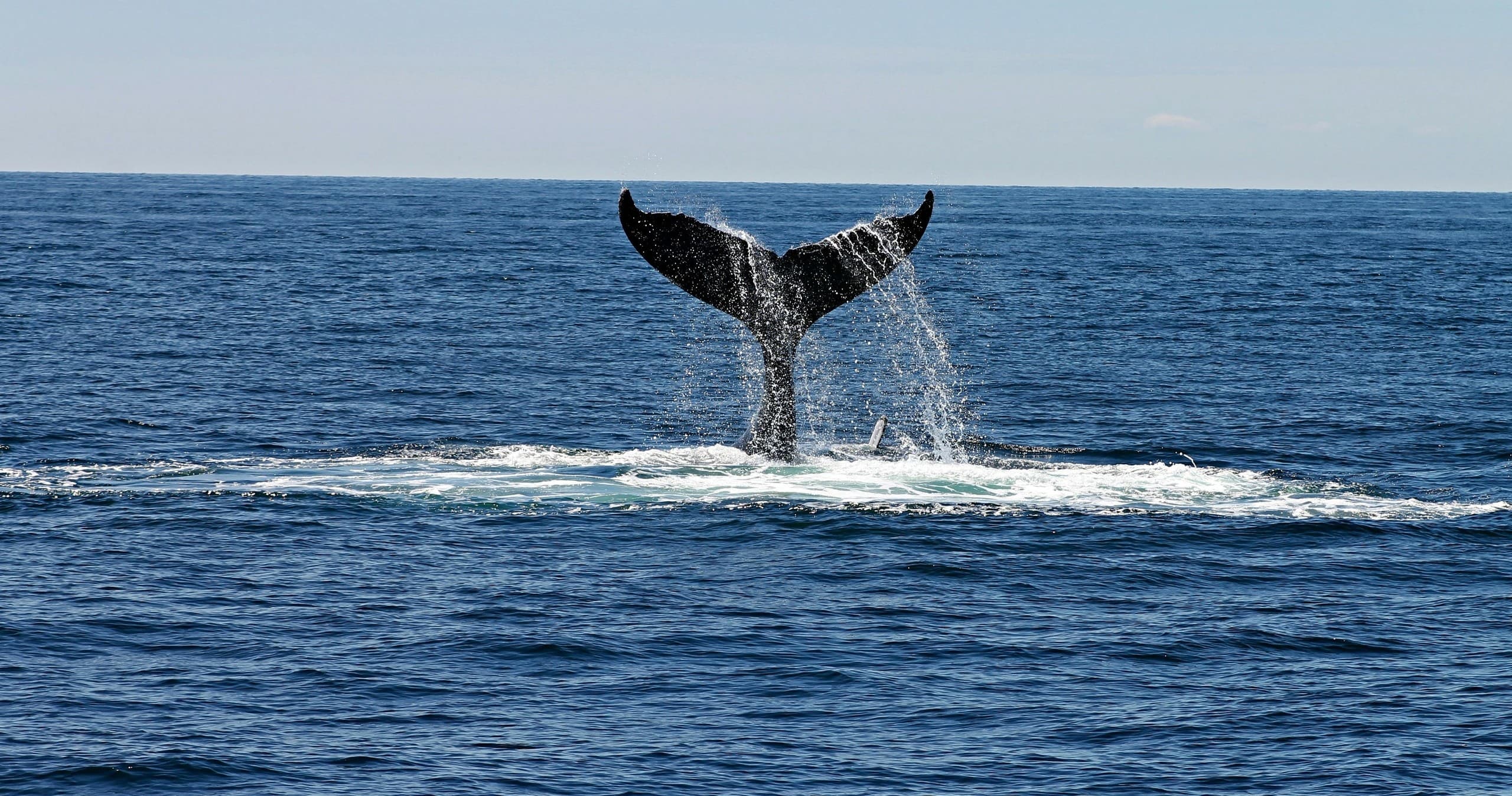 Half Day Charters