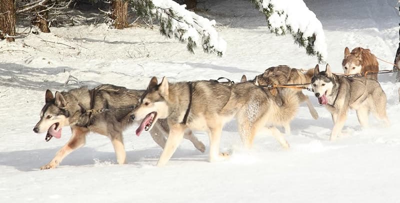 Husky Ride Experiences