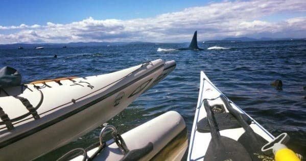 Full Day Kayak Tour