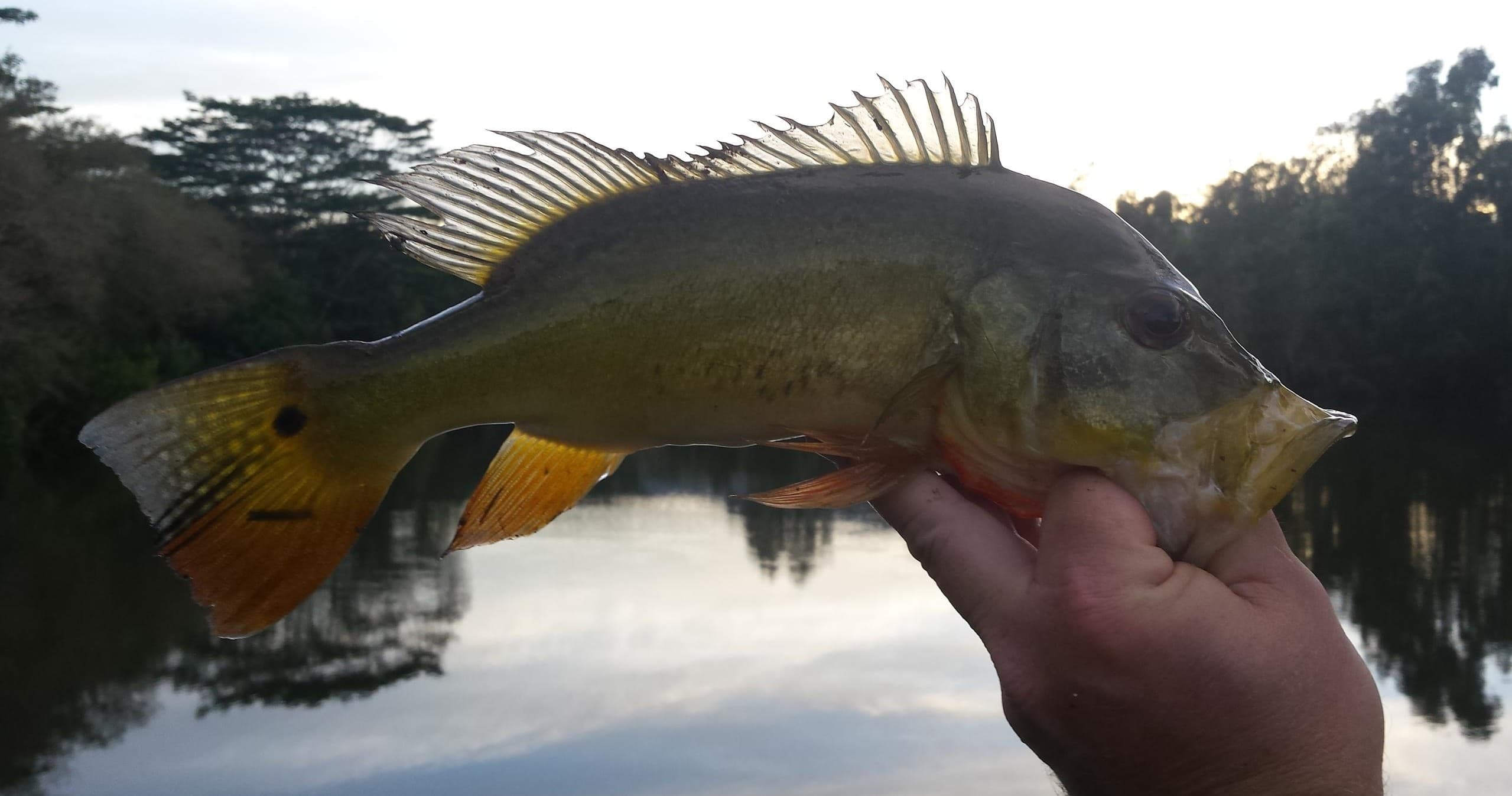 Three Hour Freshwater Fishing Adventure: Morning Session