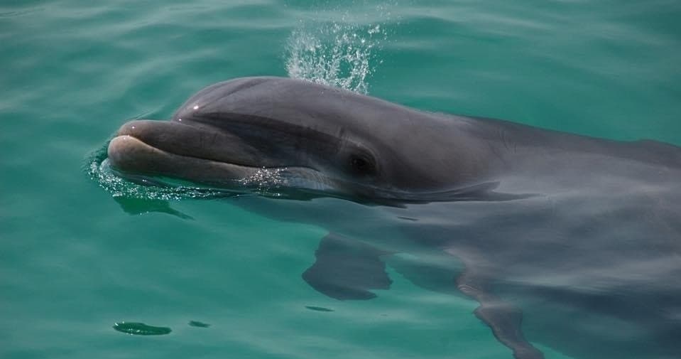 2 Hour Dolphin Tour