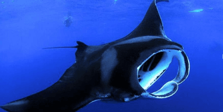 Private Manta Ray Night Adventure