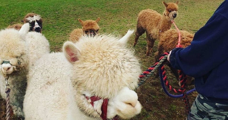 Alpaca Walk Experience