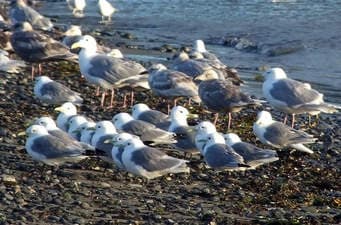 Shorebird Tour
