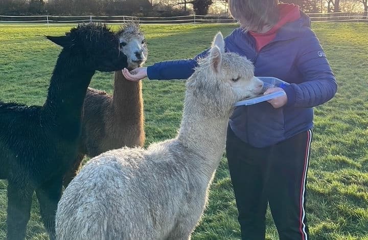 Alpaca Picnic
