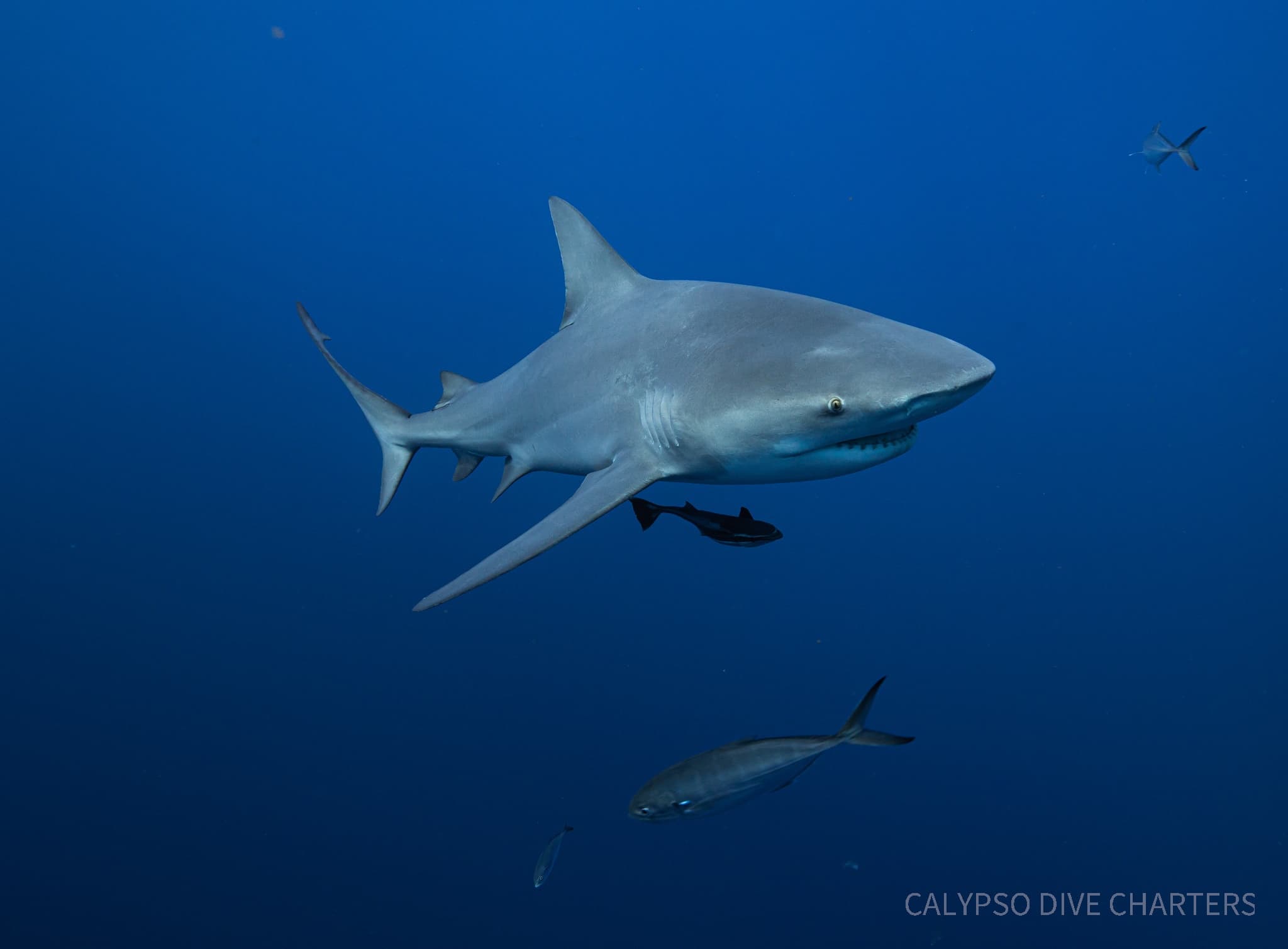 2 Tank Shark Dive Expedition