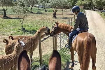 Horseback Riding in the Vineyard and Wine Tasting