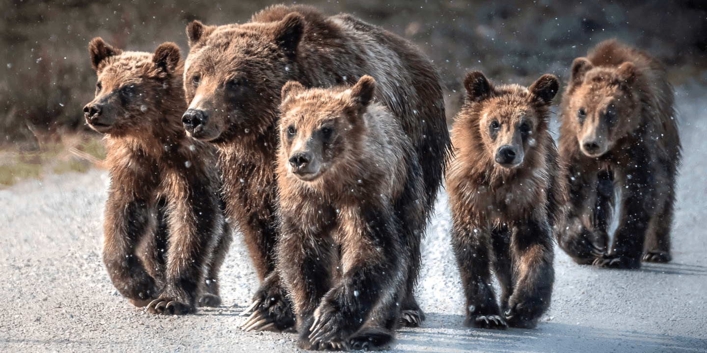 Grand Teton Photo Experience - Private Tour (Summer)