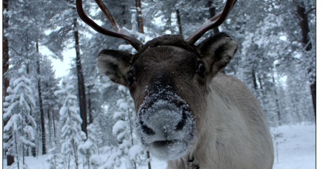 Meet the Reindeer