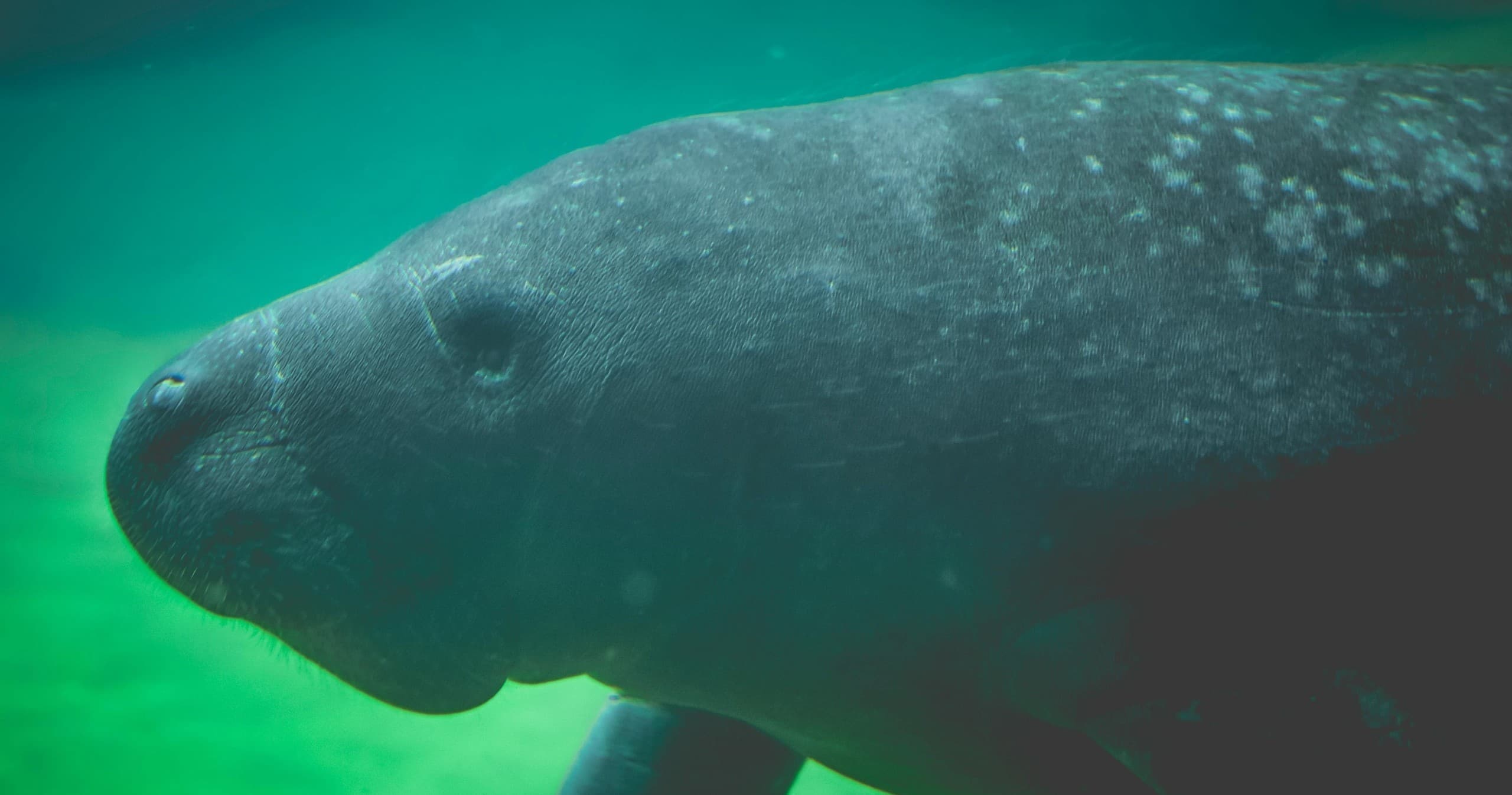 Sea Fox 2 Hour Mangrove Manatee