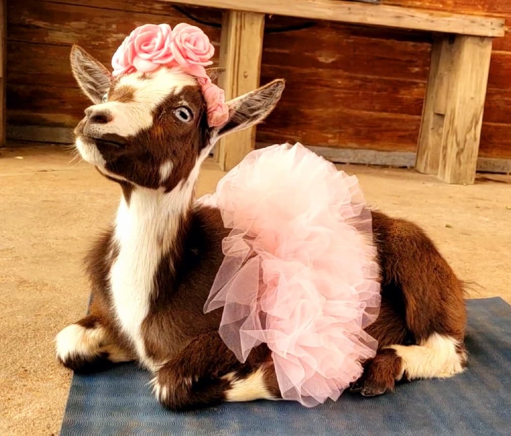 Goat Yoga and Mimosas!