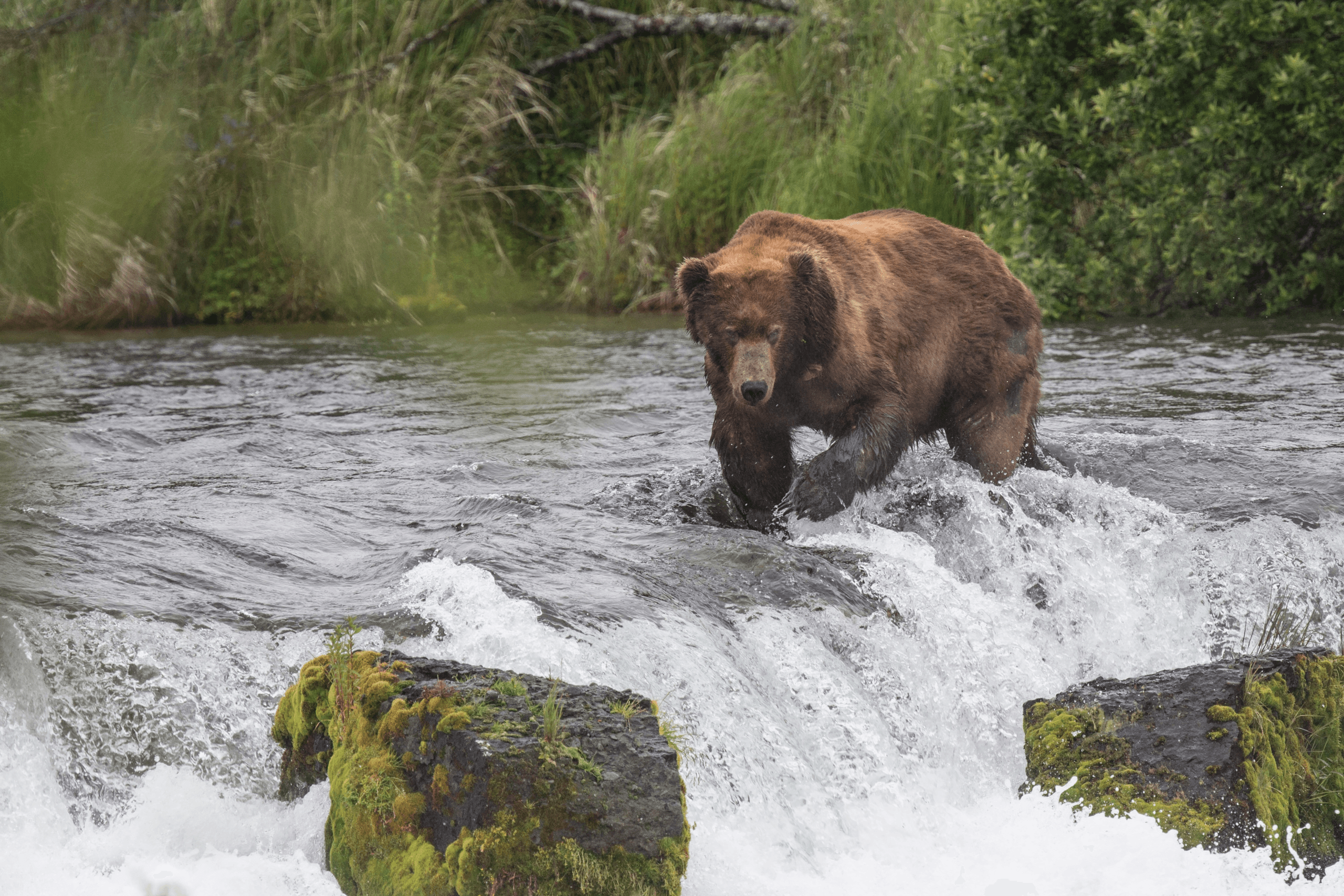 Land-Based Wildlife Tour