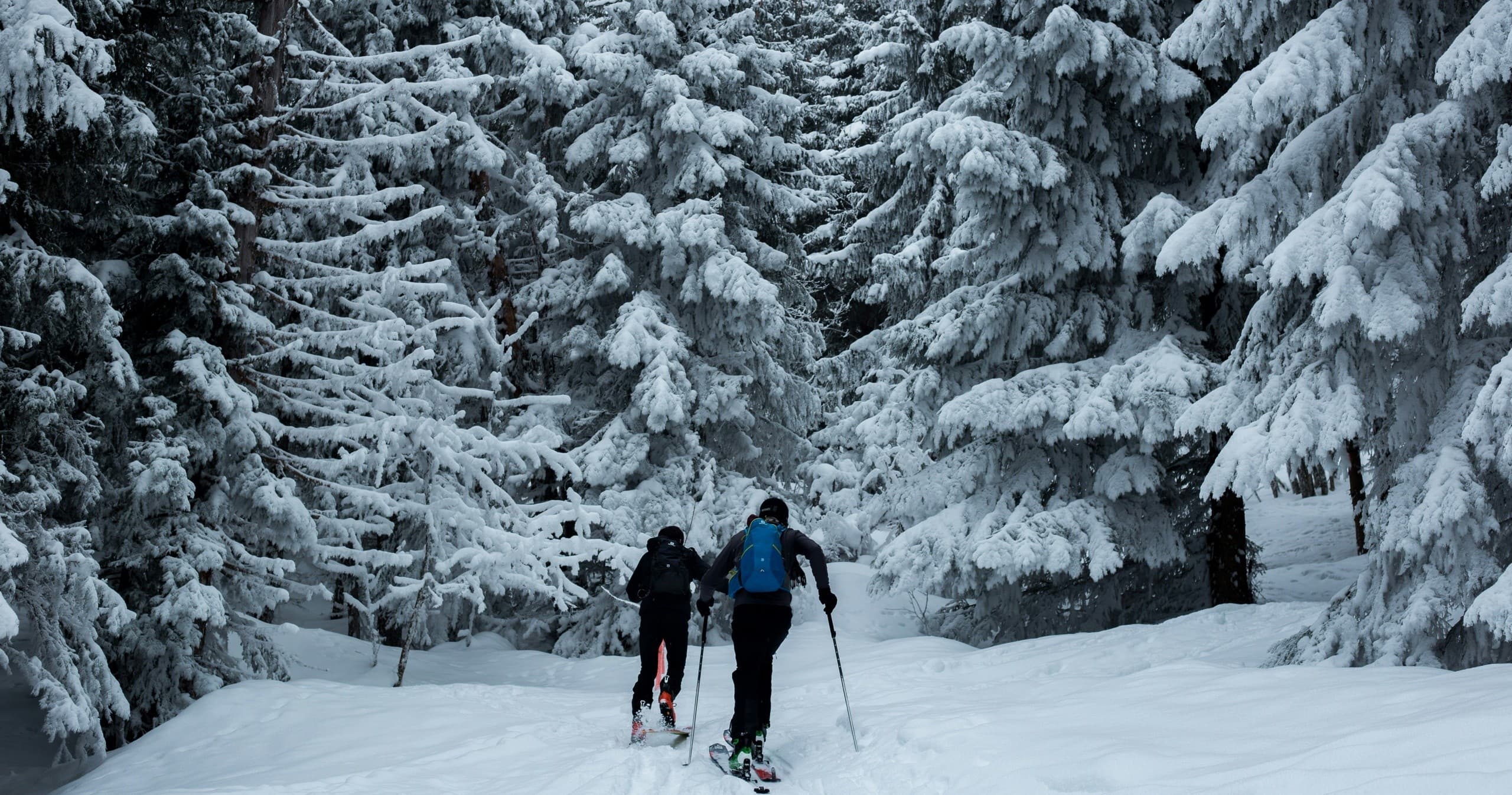 Private Snowshoe Wine Tasting Tour