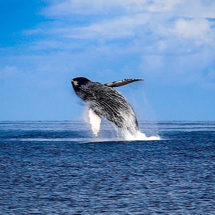 Maalaea Whale Watch