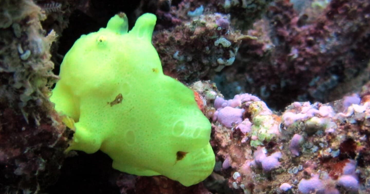 Koloa Landing Private Twilight/Night Shore Dive •  Two Tank