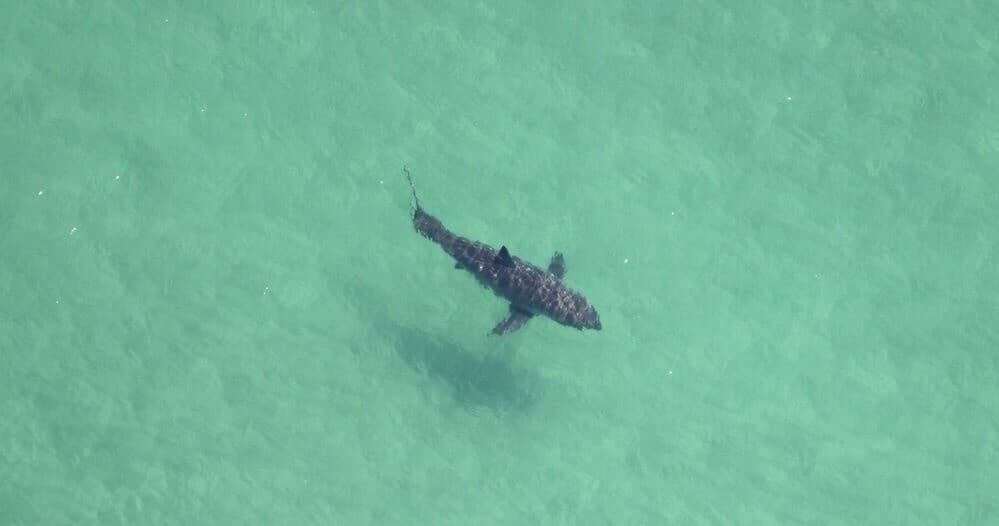Open Boat White Shark Charter