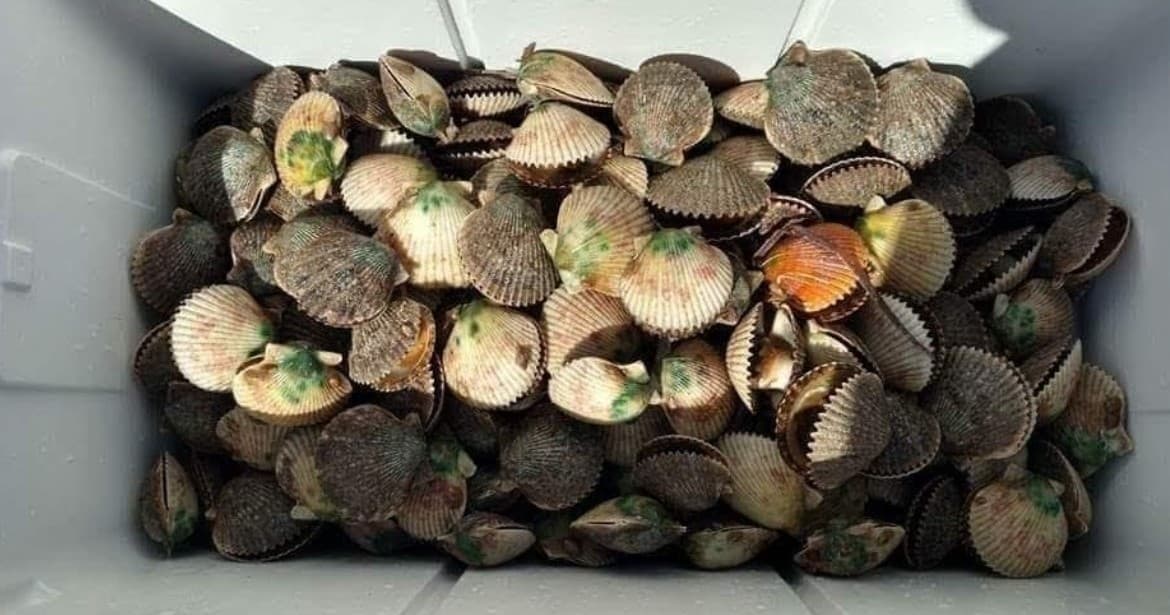 Scalloping Tours