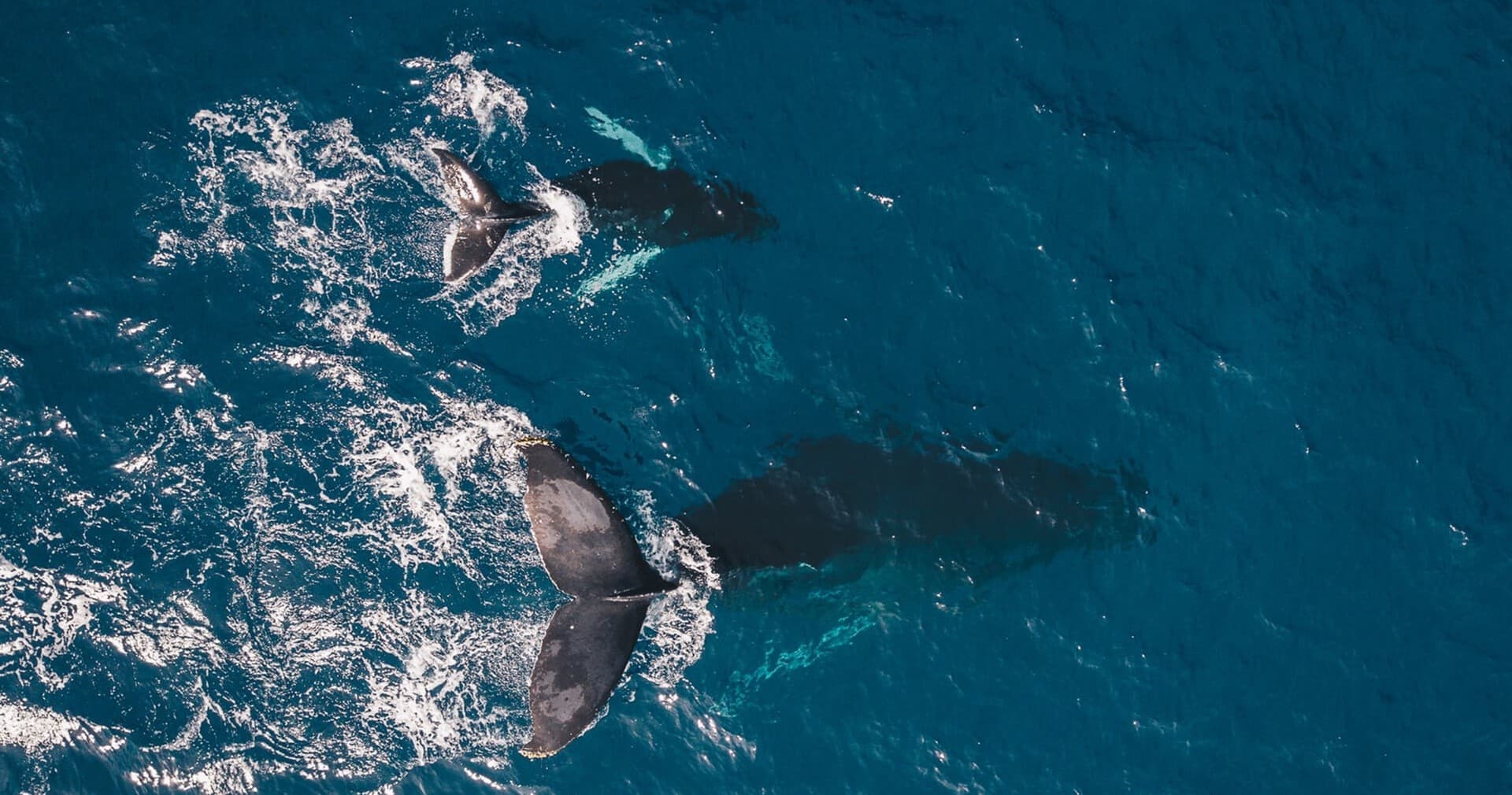 Dolphins and Whales by VMT Catamaran