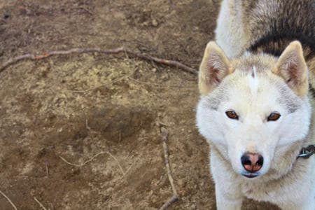 Hike with Huskies: 2km Oldies Walk