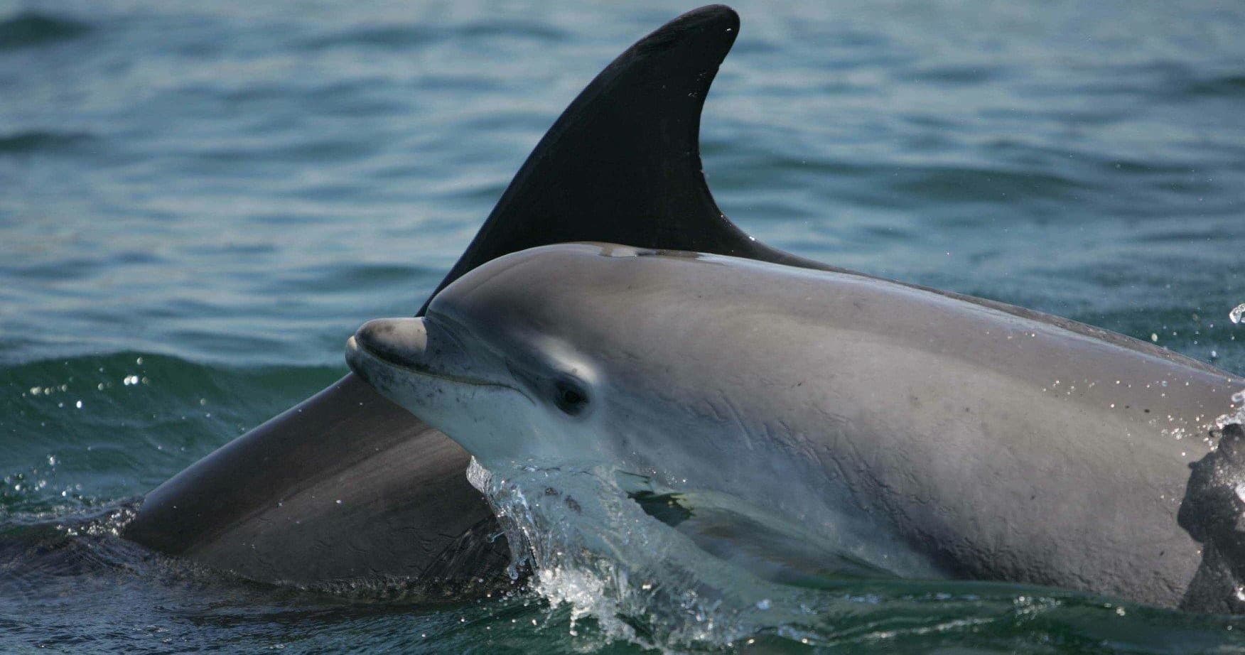 Dolphins & Nature Boat Trip