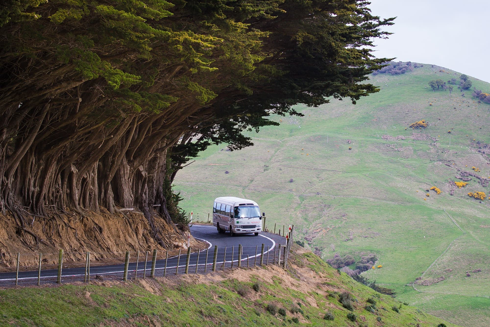 City to Sea Wildlife Cruise + Peninsula Bus Tour