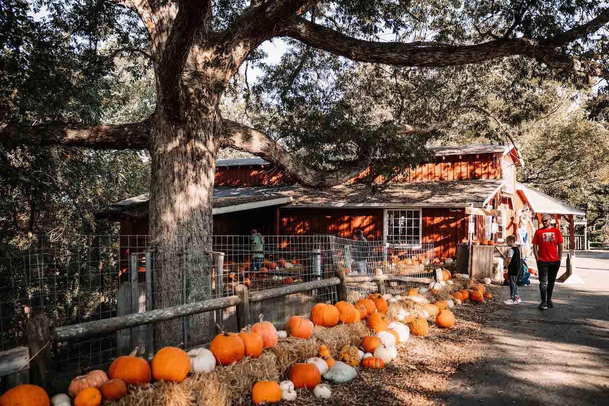 Shepherd’s Pumpkin Fest