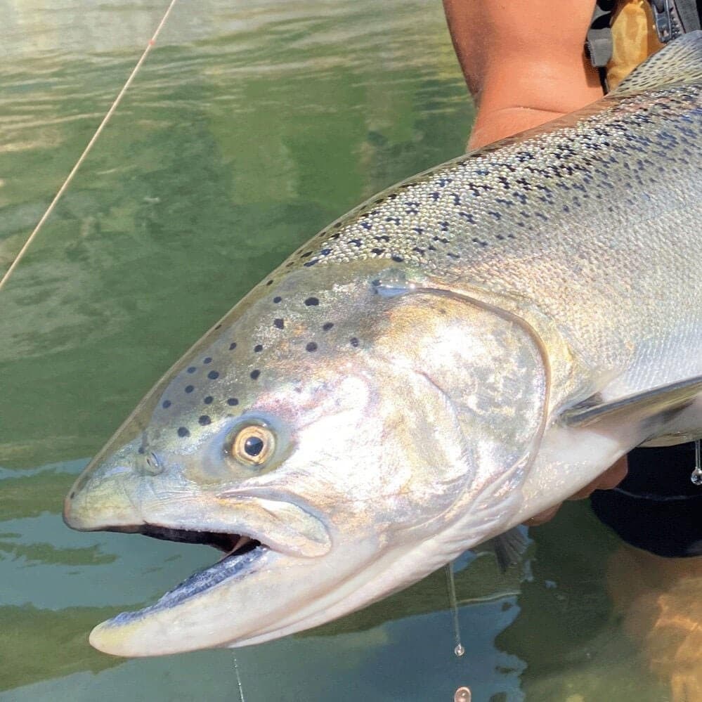 Rogue River Fishing Day Trip